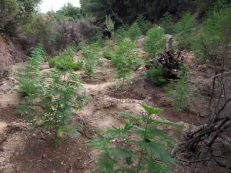 Πάνω από 1.100 δενδρύλλια χασίς εντόπισε η ΕΛ.ΑΣ. στη Λακωνία