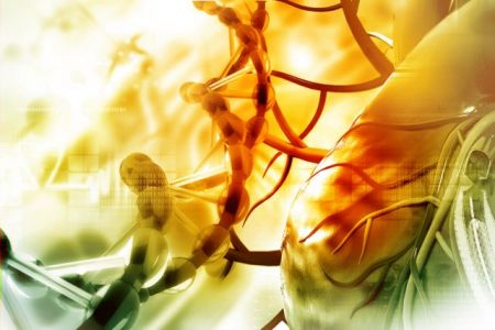 Βλαστοκύτταρα κάνουν την καρδιά να «ξαναβλασταίνει»