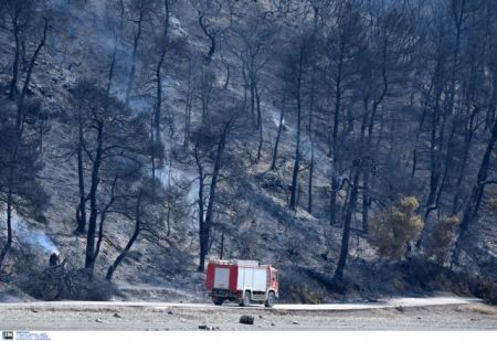 Wildfire causes major environmental disaster in Evia