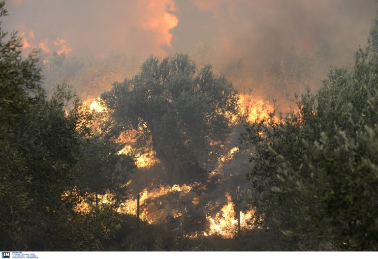 Σε ύφεση η πυρκαγιά στα Πηγάδια Ταϋγέτου | tovima.gr