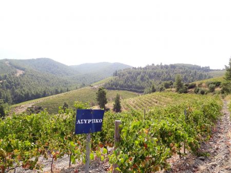 Οινοτουρισμός στη Σιθωνία