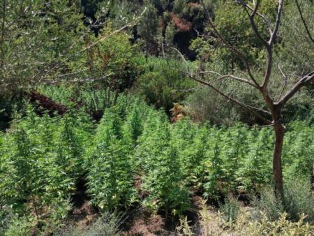 Περισσότερα από 2.000 δενδρύλλια χασίς σε φυτεία στη Λακωνία