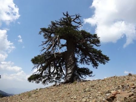 Ψηλά στην Πίνδο, το γηραιότερο δέντρο της Ευρώπης