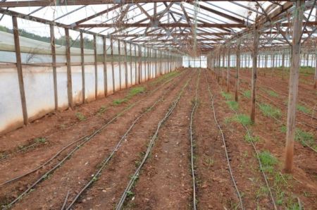 Χειροπέδες σε σπείρα που καλλεργούσε χασίς σε θερμοκήπια