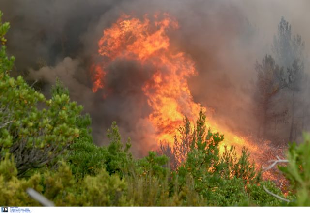 Crete: Farmers receive ten-year prison sentences for arson