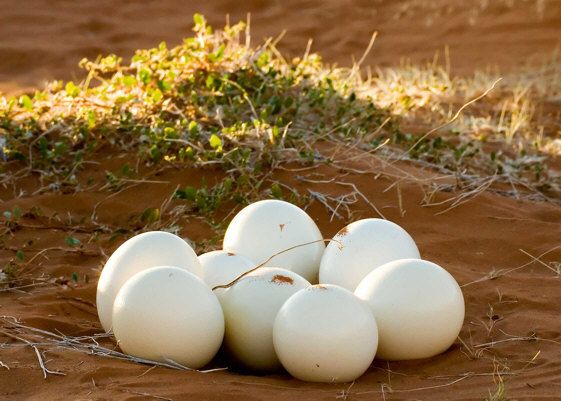 Απολιθώματα 3,8 εκατ. ετών έκρυβαν τις αρχαιότερες διατηρημένες πρωτεΐνες