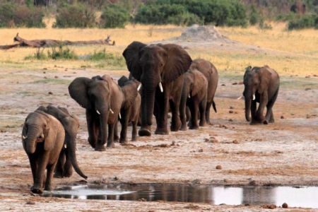 Ο χρόνος τελειώνει για τον αφρικανικό ελέφαντα