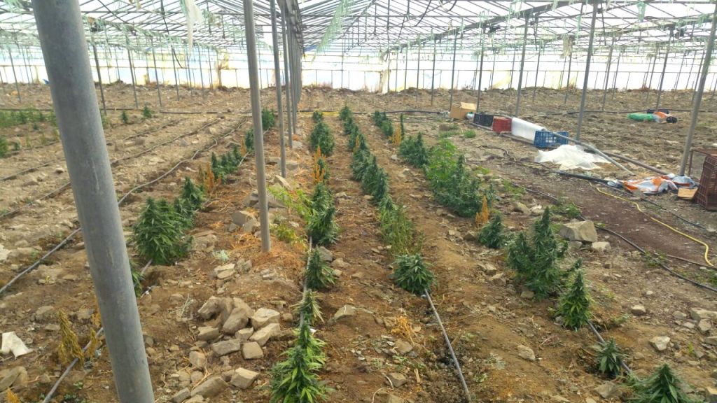 Εντοπίστηκε μεγάλη φυτεία χασίς στην Αχαΐα