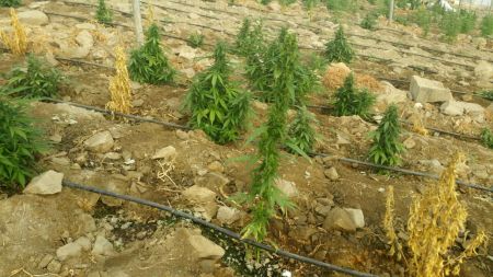 Φυτεία με 68 δενδρύλλια κάνναβης εντοπίστηκαν στα Τρίκαλα