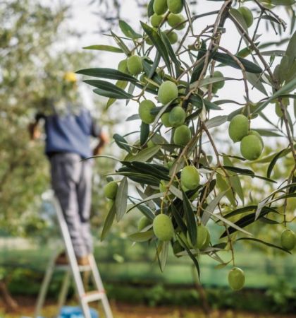 Πόλεμος εξαγωγέων «σκοτώνει» τις τιμές και το εισόδημα των παραγωγών
