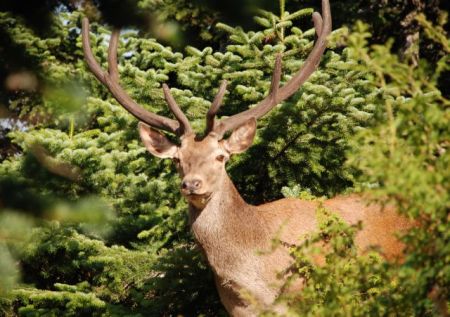 Δάση: Η Ελλάδα «κόβει» το οξυγόνο της