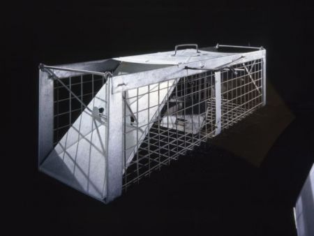 H απίθανη σχέση της Μεγάλης Έκρηξης με τις κουτσουλιές