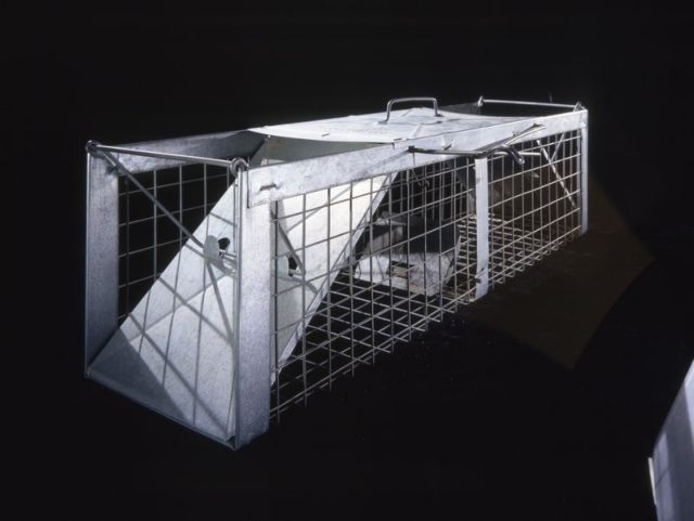 H απίθανη σχέση της Μεγάλης Έκρηξης με τις κουτσουλιές