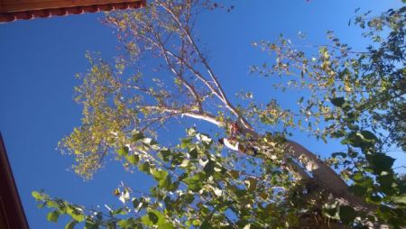 Το επταήμερο του Διόδωρου