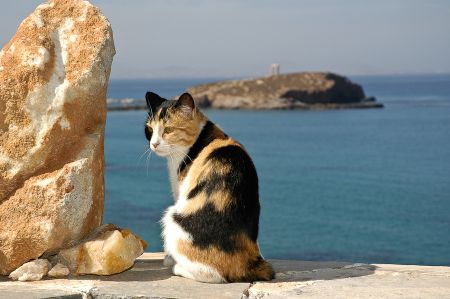 Το in.gr σάς ταξιδεύει την Κυριακή στη Νάξο!