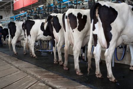 Φιλόδοξο πρόγραμμα στην Ολλανδία αντλεί ενέργεια από την κοπριά