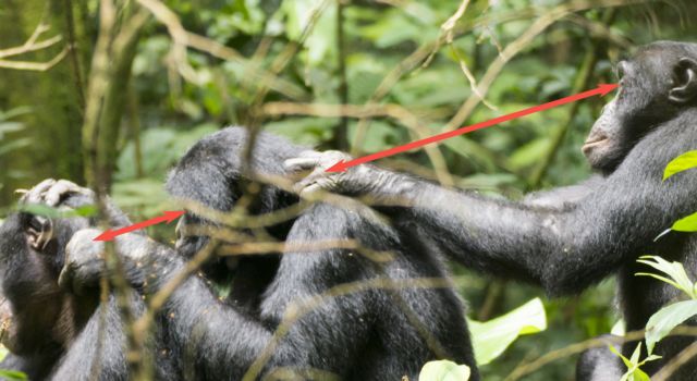 Ακόμα και οι μπονόμπο παθαίνουν πρεσβυωπία