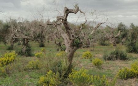 Ο «Έμπολα των ελαιόδεντρων» έφτασε και στην Ισπανία