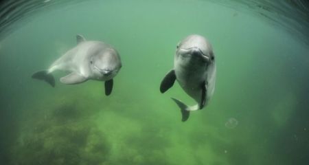 Τα δελφίνια και οι φάλαινες ελέγχουν τους καρδιακούς τους παλμούς