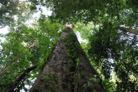 Στα πόδια του Κιλιμάντζαρο το ψηλότερο δέντρο της Αφρικής