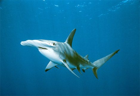 Σε κίνδυνο εξαφάνισης οι μισοί καρχαρίες και σαλάχια της Μεσογείου