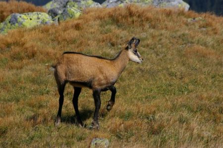 Στο έλεος λαθροθηρών το προστατευόμενο αγριόγιδο στα σύνορα με Αλβανία