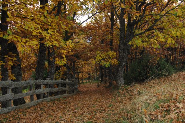 Ξεπαγώνει το έργο των Δασικών Χαρτών