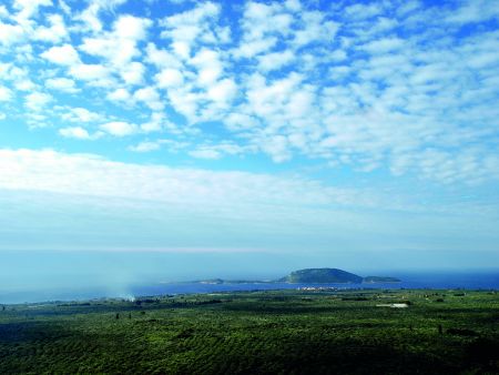 Η επικράτεια του ελαιώνα