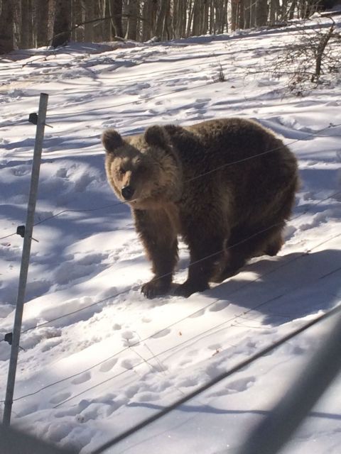Έπεσαν για χειμέριο ύπνο οι αρκούδες του Αρκτούρου