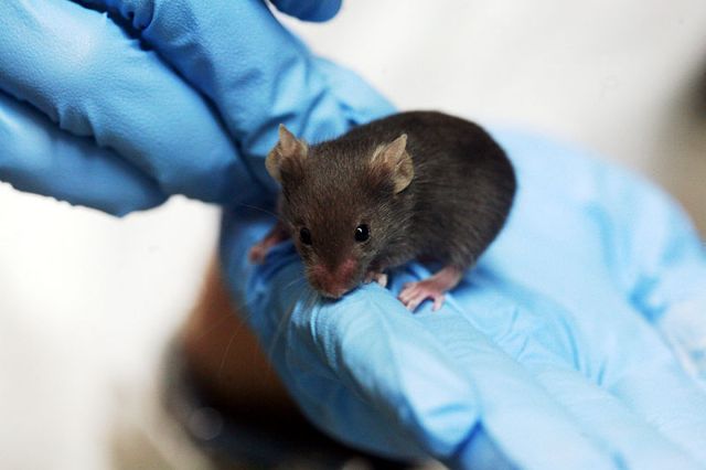 Ριπές λέιζερ μετατρέπουν ποντικάκια σε δολοφόνους | tovima.gr