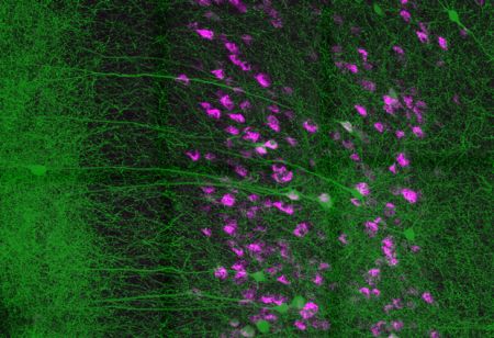 Το χαλινάρι των ενστίκτων