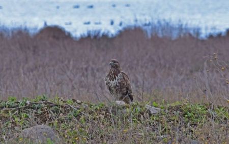 30.000 Ελληνες στηρίζουν την προστασία των υγροτόπων