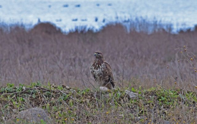 30.000 Ελληνες στηρίζουν την προστασία των υγροτόπων