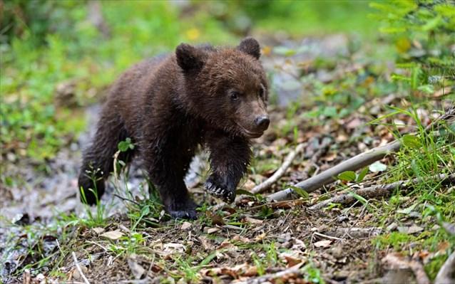 Αρκουδάκι σουλατσάριζε επί ώρες στην παγωμένη λίμνη Καστοριάς