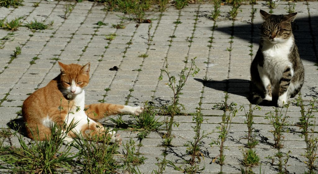 Καιρός: Εως 21 βαθμούς η θερμοκρασία στην Αττική