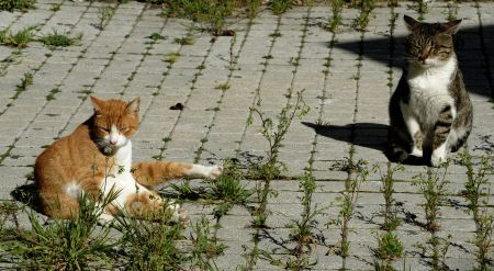 Καιρός: Εως 21 βαθμούς η θερμοκρασία στην Αττική