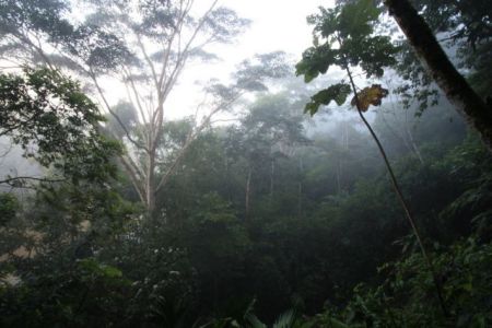 Αρχαία εξημερωμένα φυτά κυριαρχούν στον Αμαζόνιο