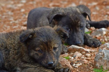 Αποσύρθηκε η τροπολογία για τα αδέσποτα