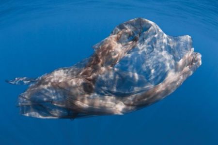 Φυσητήρες κάνουν πίλινγκ σε μοναδικές υποβρύχιες εικόνες