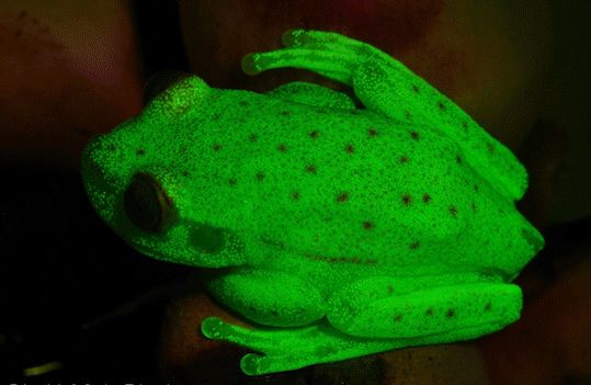 Το πρώτο βατράχι που φθορίζει