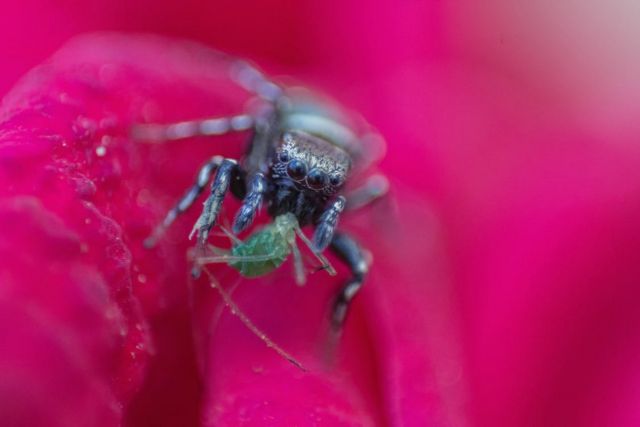 Οι αράχνες τρώνε περισσότερο κρέας από ό,τι η ανθρωπότητα | tovima.gr