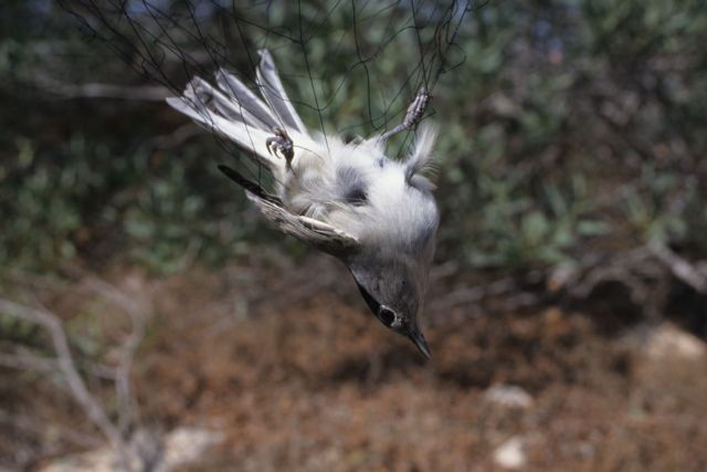 Δεν έχει τέλος η σφαγή των πουλιών στην Κύπρο