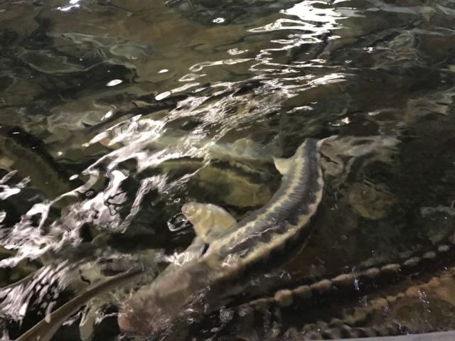 Χαβιάρι από την Αρτα εισάγουν στη Ρωσίαi