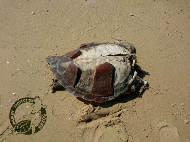 Δέκα αποκεφαλισμένες θαλάσσιες χελώνες βρέθηκαν στη Νάξο | tovima.gr
