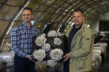 Μανιτάρια από την «Δίρφυ»