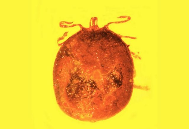 Ερυθρά αιμοσφαίρια σε κεχριμπάρι για 20 εκατομμύρια χρόνια