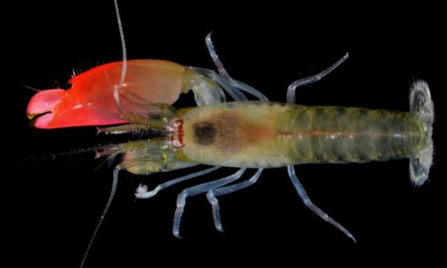 Θορυβώδης γαρίδα βαφτίστηκε προς τιμήν των Pink Floyd