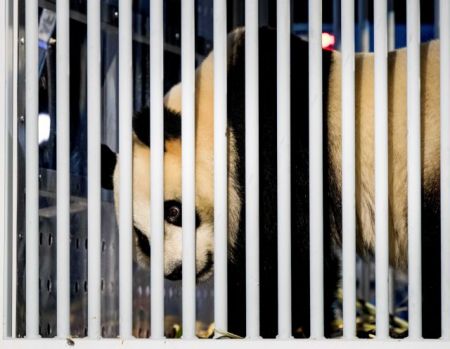 Δύο γιγαντιαία πάντα ταξίδεψαν από την Κίνα στην Ολλανδία