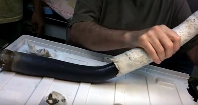 Αινιγματικό, γιγάντιο μαλάκιο βρέθηκε για πρώτη φορά ζωντανό