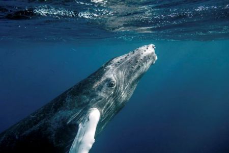 Κάμερες με βεντούζες ακολουθούν τις φάλαινες στην Ανταρκτική